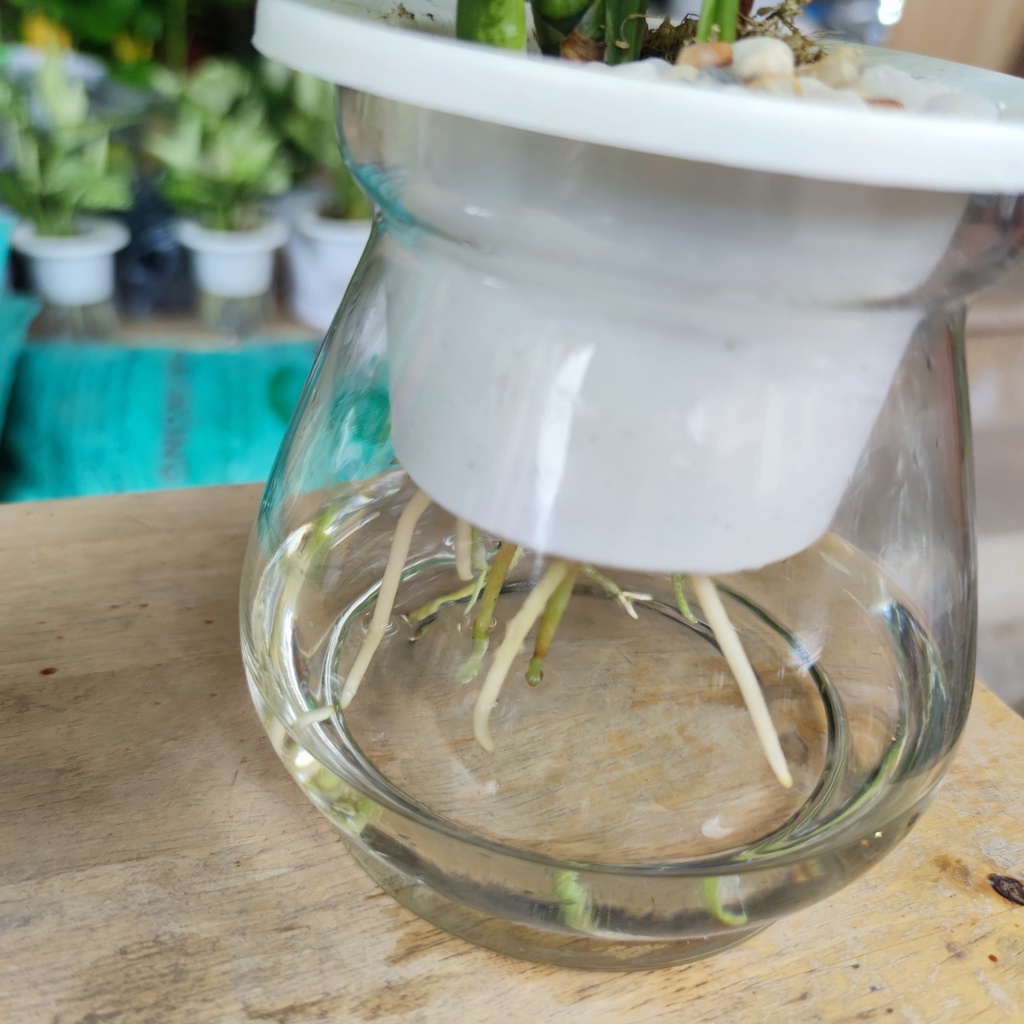 Cây ngọc ngân thủy sinh kèm chậu thủy tinh cao cấp cao 25-30cm cây nội thất phong thủy