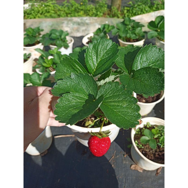 Chậu cây dâu tây Pháp