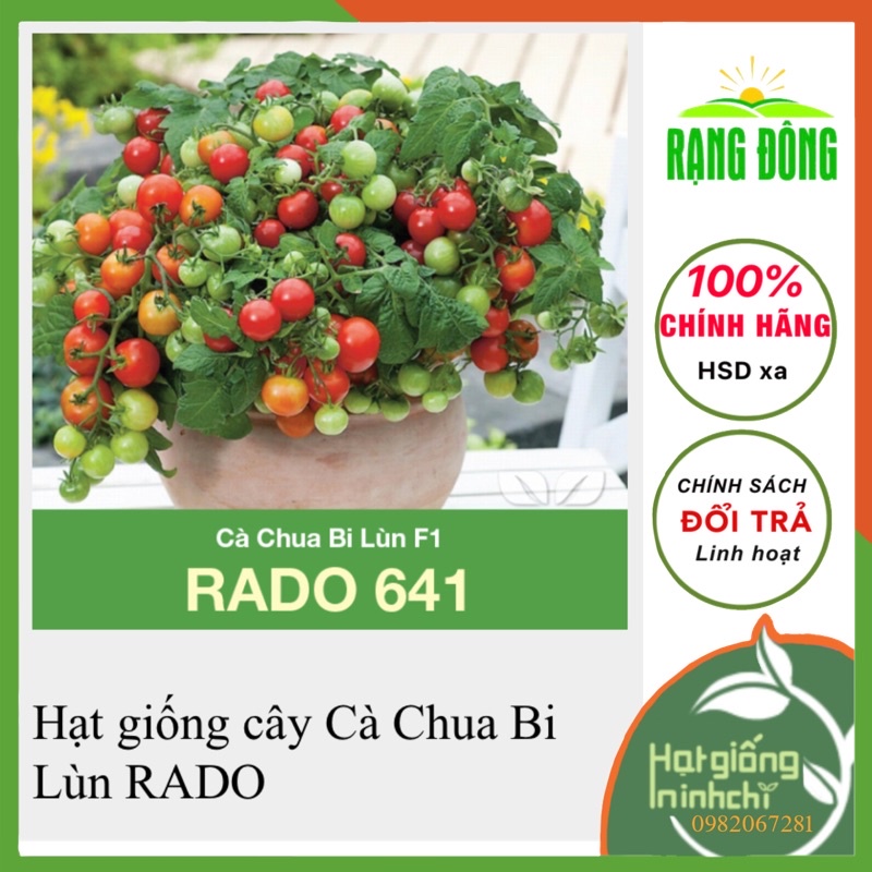 HẠT GIỐNG CÀ CHUA BI LÙN CHERRY LAI F1 RẠNG ĐÔNG RADO 641 - GÓI 0.1G