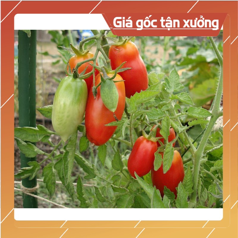 [ Hạt Giống Xịn ]  (NK Mỹ) Hạt giống cà chua chuối đỏ F1 - 10 hạt