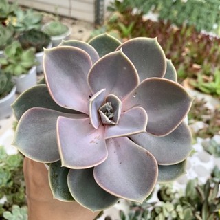 SEN ĐÁ HỒNG DÂU TO 10cm