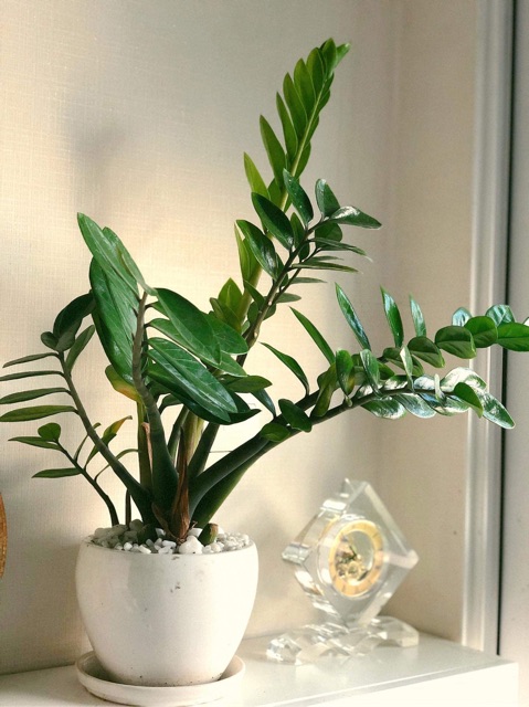 CHẬU KIM TIỀN LỚN - TRƯNG TRƯỚC CỬA NHÀ