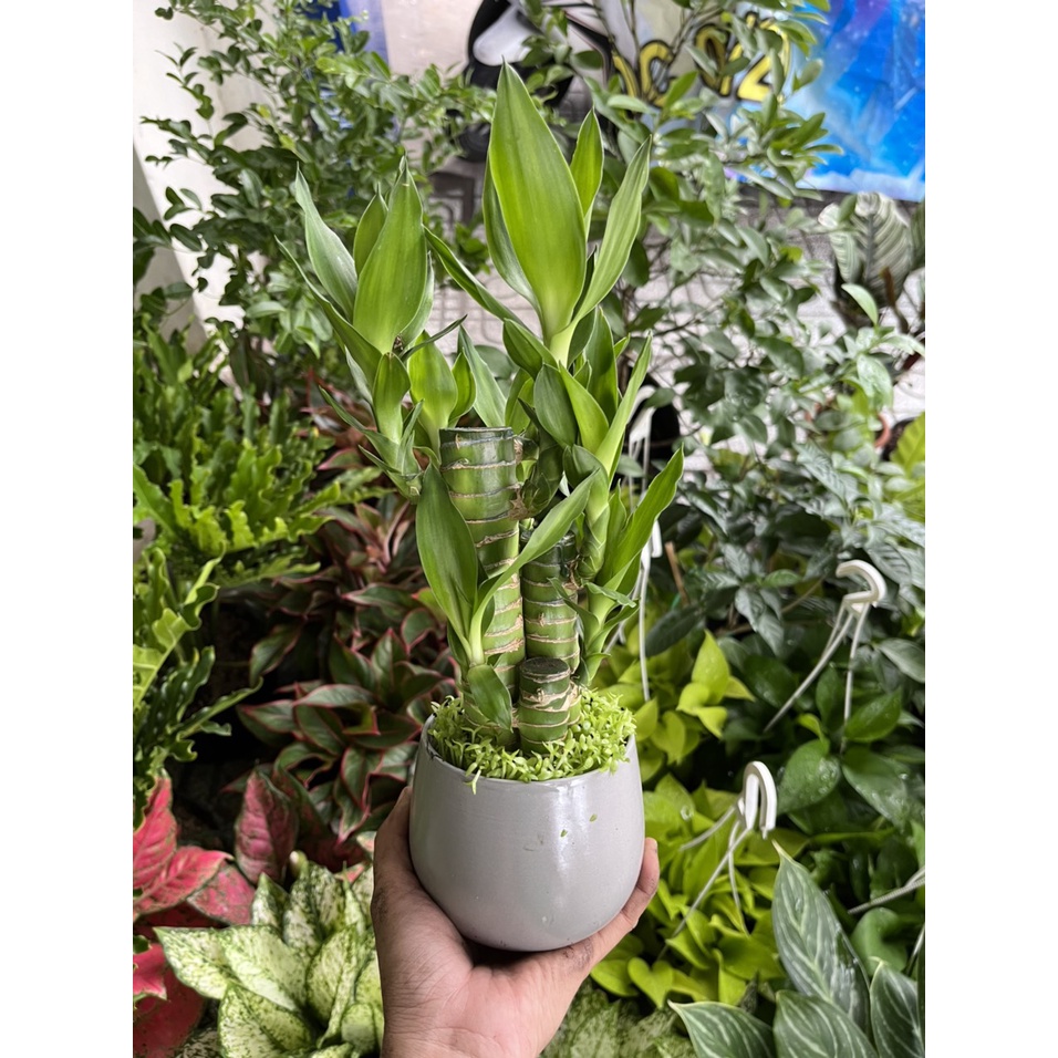 Cây Phát Tài mini để bàn làm việc, kệ tủ, trang trí góc tập