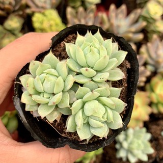 SEN ĐÁ DÙ KIM MINI 🌵FREESHIP 🔥 ĐÃ THUẦN XỨ NÓNG 🌟SIU CUTE CHUẨN SIZE BẦU 🌟