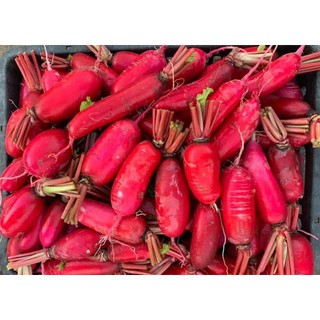 20g Hạt giống Củ Cải Đỏ Dài   