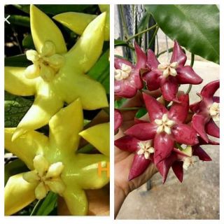 Cẩm cù khủng long 2 màu đỏ, vàng