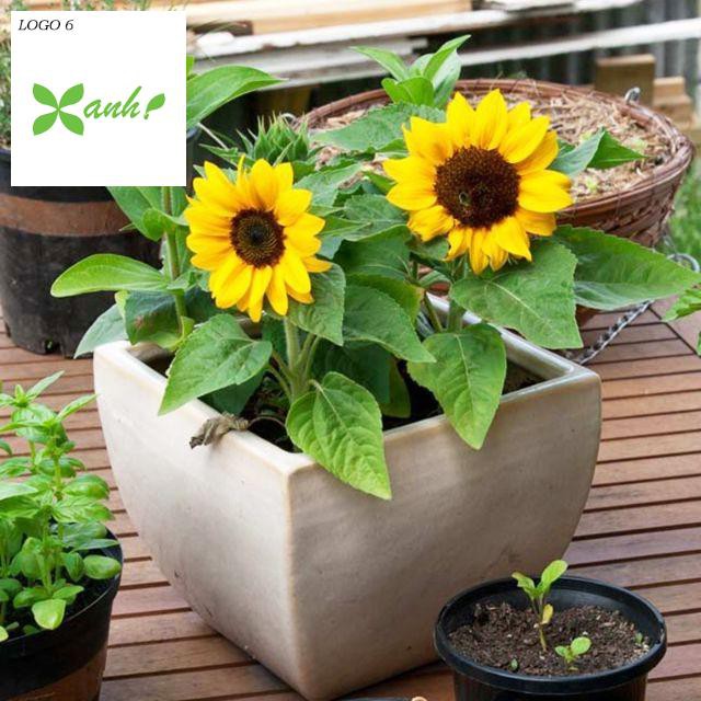 Gói 30 hạt giống Hoa Hướng Dương lùn vàng Bambino - Nanuseeds