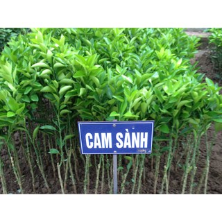 Cây giống cam sành
