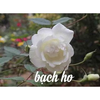 combo 10 cành chiết hồng cổ