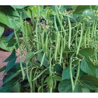 Hạt giống đậu lùn siêu quả , đậu cove