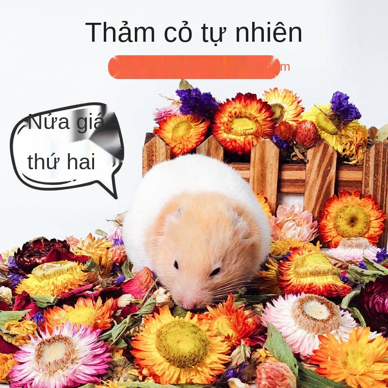 Hamster hoa cỏ pad gấu lụa vàng lây lan mùi mùa hè lồng tổ chức trang trí nhà hoa khô hoàn thành