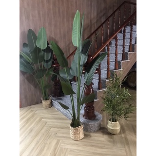 Cây chuối giả 2m