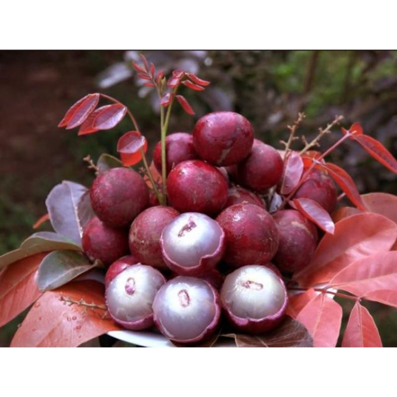 CÂY NHÃN TÍM GHÉP CHO QUẢ SAU 1 NĂM