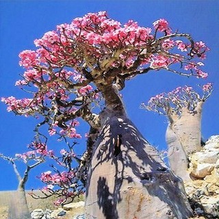 Củ sứ thái sứ , kim tự tháp ,sứ somalen , acoda