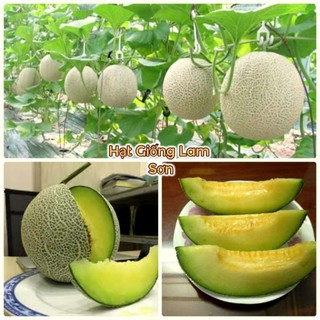 HẠT GIỐNG DƯA LƯỚI RUỘT XANH - Quả To, Siêu Ngọt, Đặc Ruột.