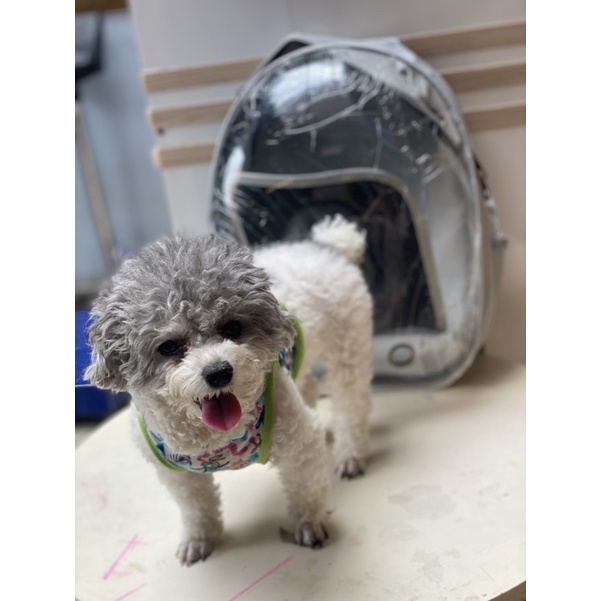 BALO PHI HÀNH GIA 🐶🐱 CHO CHÓ-MÈO