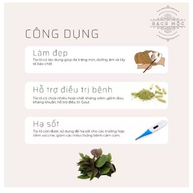 [Mã 253FMCGSALE giảm 8% đơn 500K] [Free Ship] Bột Tía Tô 500g Sấy Lạnh Nguyên Chất 100% Organic - Thanh Nhiệt Giải Cảm