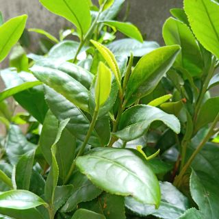 Combo 5 cây giống chè xanh ảnh thật