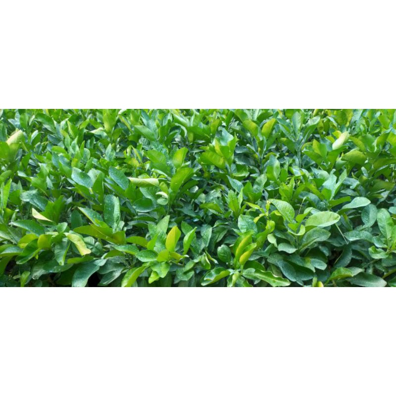 Chanh 🍋tứ quý bông tím cao 70cm
