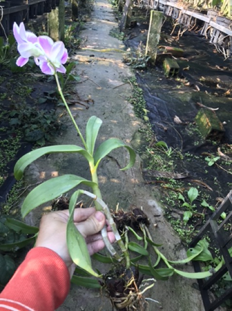 Hoa lan chớp hồng cây giống