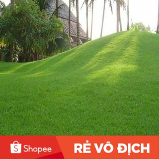 (SALE LỚN) 20 gam hạt giống cỏ nhung nhật