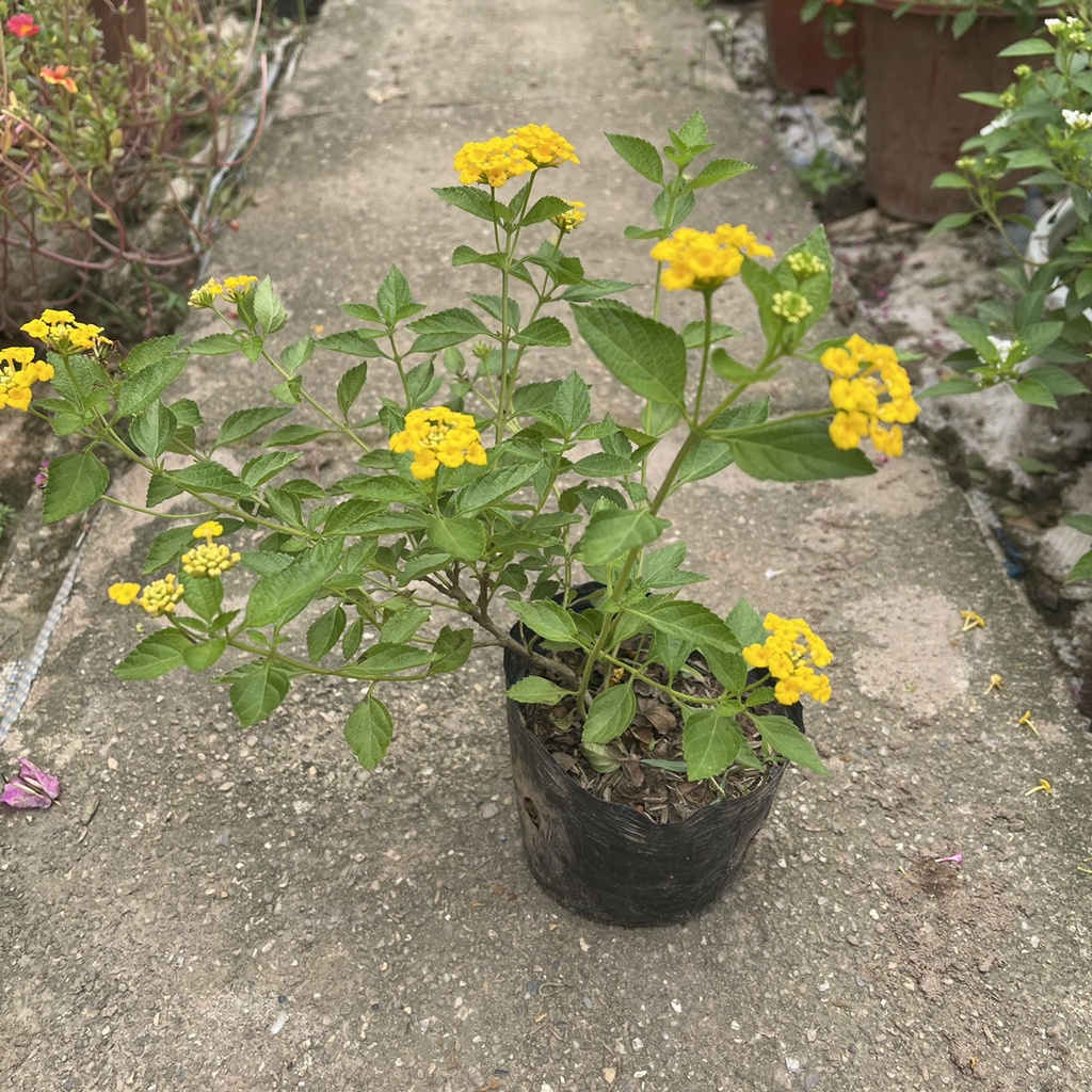 Cây hoa ngũ sắc vàng chiều cao 20cm  tán ngọn xum xuê ra hoa quanh năm thích hợp trồng trang trí sân vườn