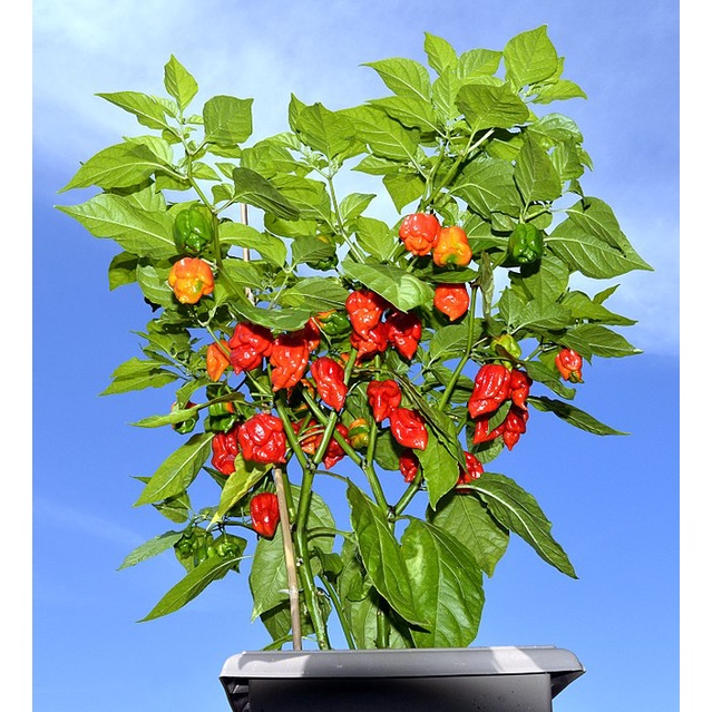 Cây giống ớt Carolina - ớt cay nhất thế giới - Capsicum chinense 'Carolina Reaper'