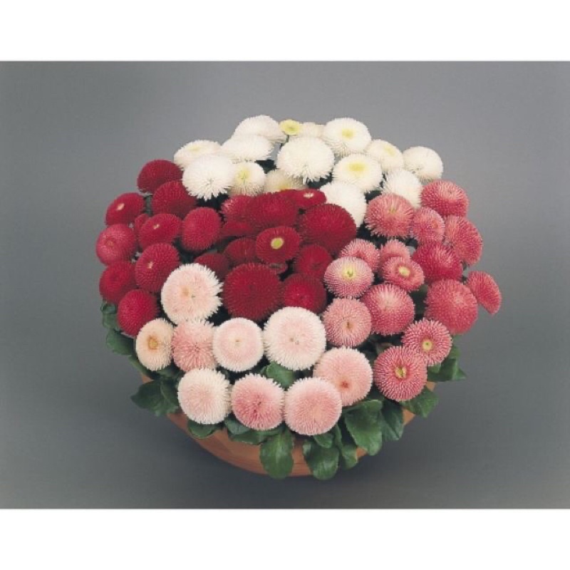 Hạt Giống Cúc Anh Siêu Lùn 15cm Kép Mix | SL: 100 HẠT