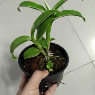 Hoa lan Denro đột biến lá biên