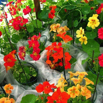 Hạt Giống Hoa Sen Cạn F1 loại mix nhiều màu hoa nở đẹp dễ trồng