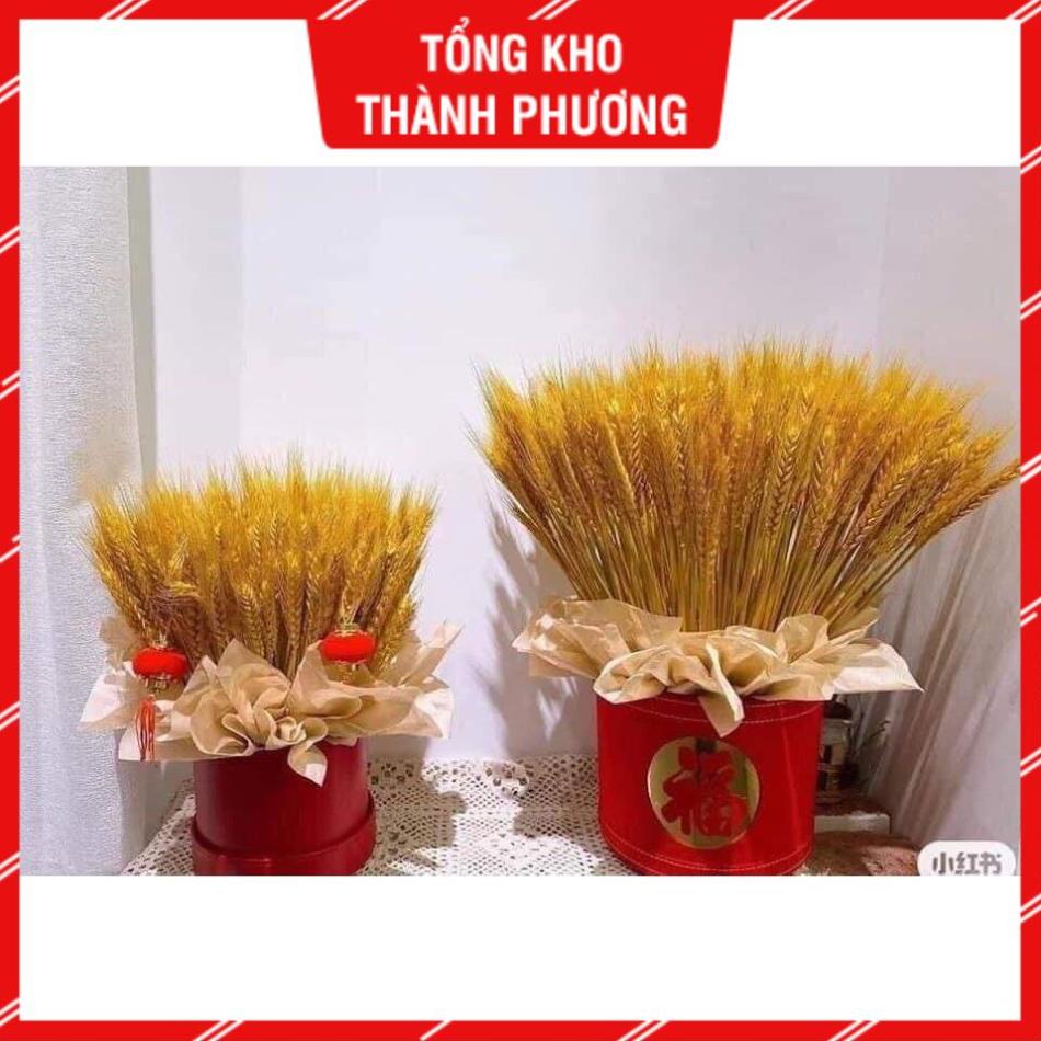 BÔNG LÚA MẠCH VÀNG sấy khô BÓ 100 Bông-Bông Lúa Mạch Thần Tài Sấy Khô Bền Đẹp Không Tàn