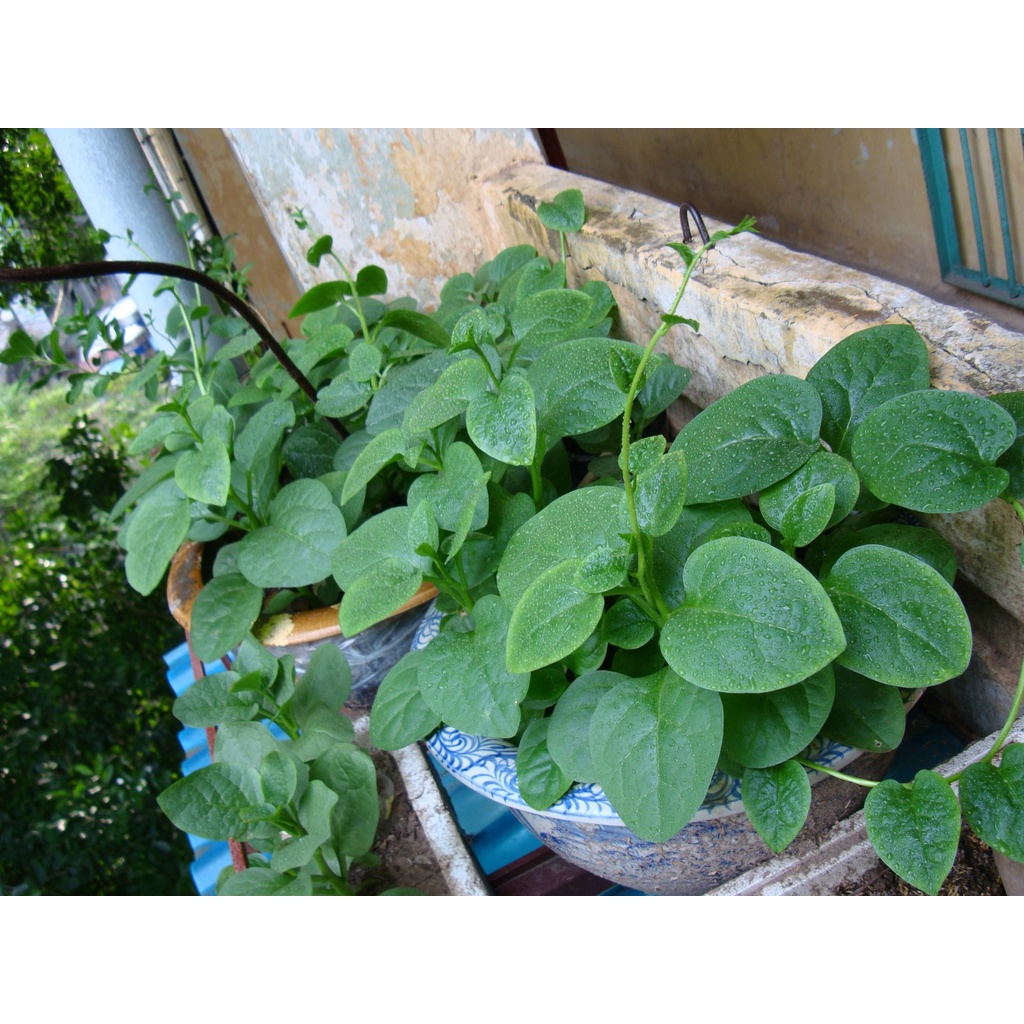 Hạt giống rau Mùng tơi  gói 20 gram