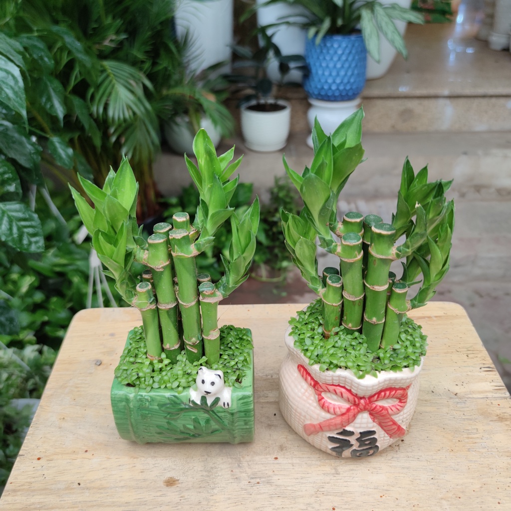 Cây Trúc Phú Quý Phát Tài Phát Lộc(cây phát lộc) Phong Thủy Để Bàn cao từ 25cm đến 30cm ( chậu hình ngẫu nhiên)