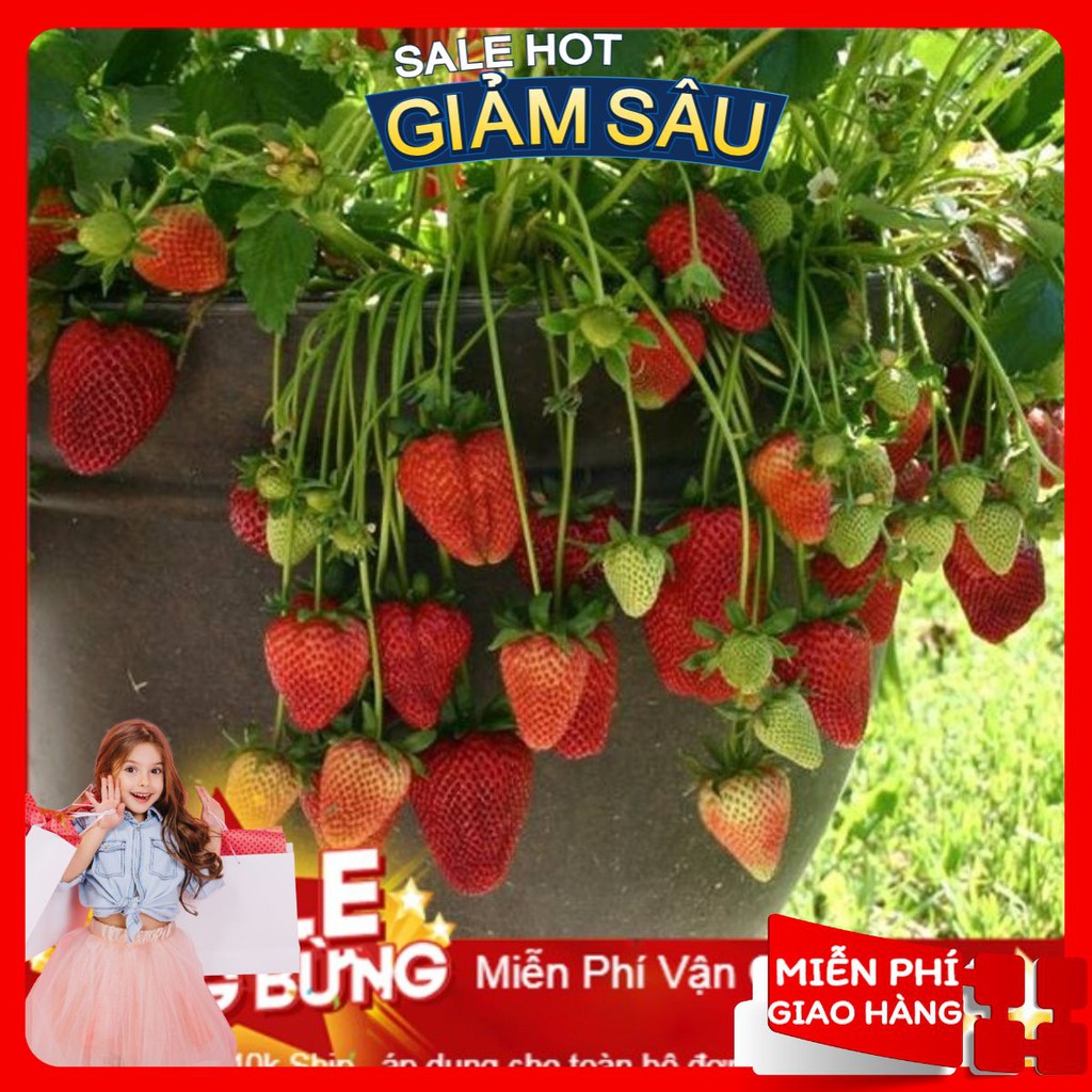 Hạt Giống Dâu Tây Chịu Nhiệt F1 - 100 Hạt / Gói