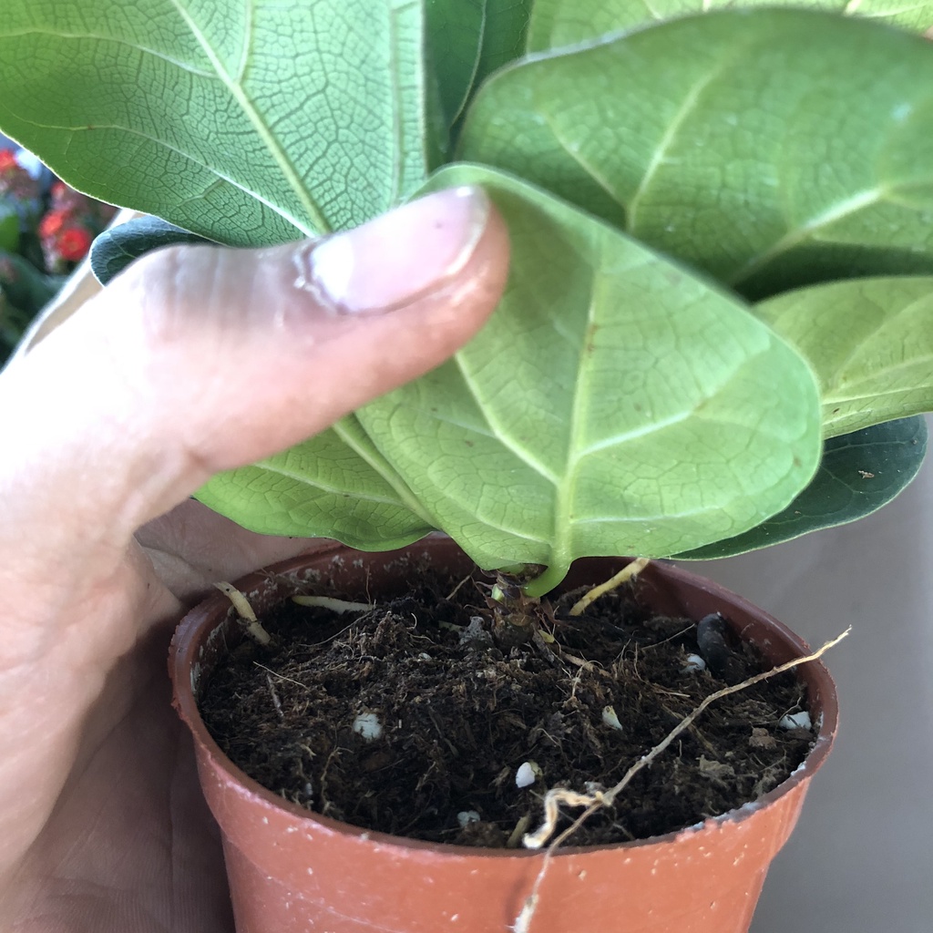 Cây bàng - cây bàng singapore để bàn cao 15cm tán lá xinh xắn bắt mắt thanh lọc không khí hút bụi bẩn
