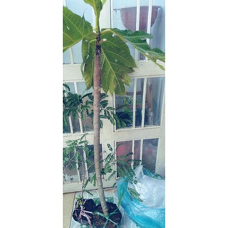 Cây sa kê mới về.