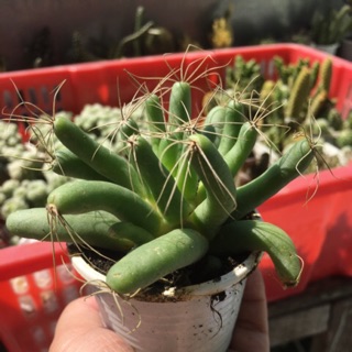 XƯƠNG RỒNG CHUỐI