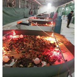 Đèn úm gas Hà Lan