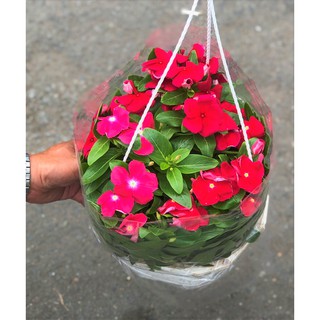 Chậu treo dừa cạn rũ siêu bông DC10 chỉ giao TP.Hồ Chí Minh