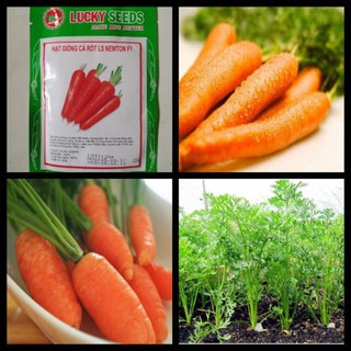 Hạt giống cà rốt chị nhiệt 0,5gram - HGT