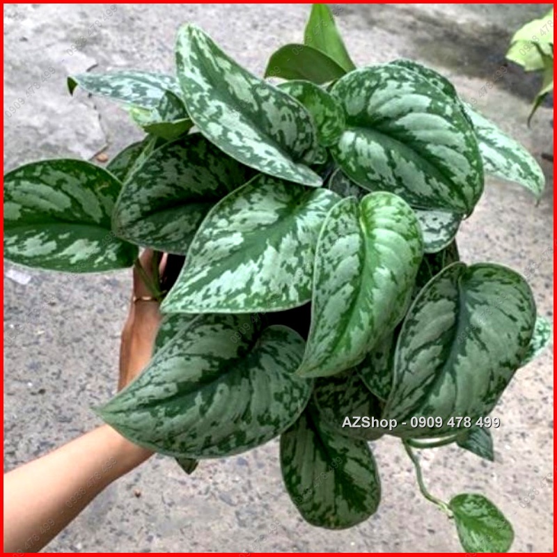 Trầu Bà Lụa Scindapsus Pictus Exotica - Lá Dày đẹp, ánh bạc ấn tượng