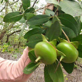 Cây bần giống 50cm bầu ổn định