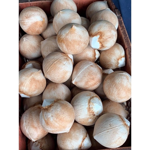 DỪA XIÊM TRỌC BẾN TRE 400g- 600g TẠI HÀ NỘI - DỪA XIÊM XANH BỎ CÙI