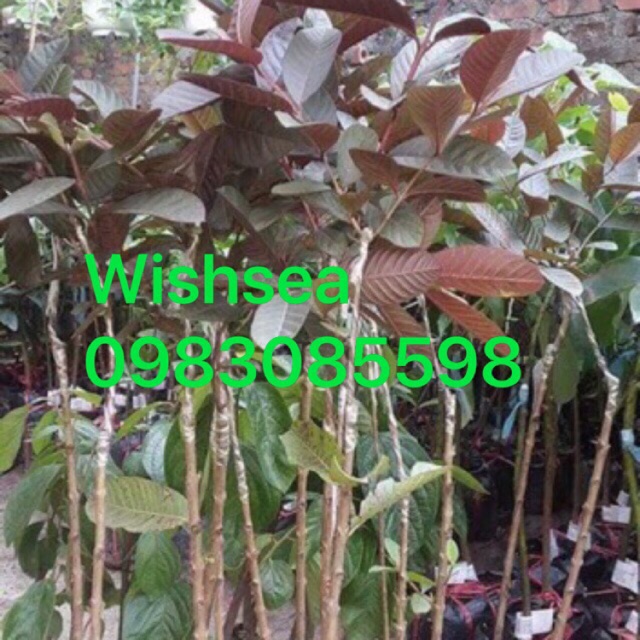 Cây ổi tím