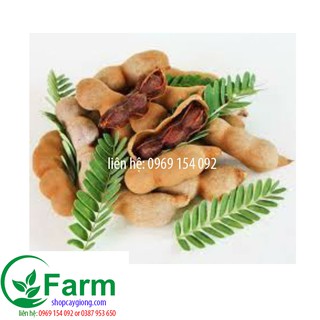 cây me ngọt thái
