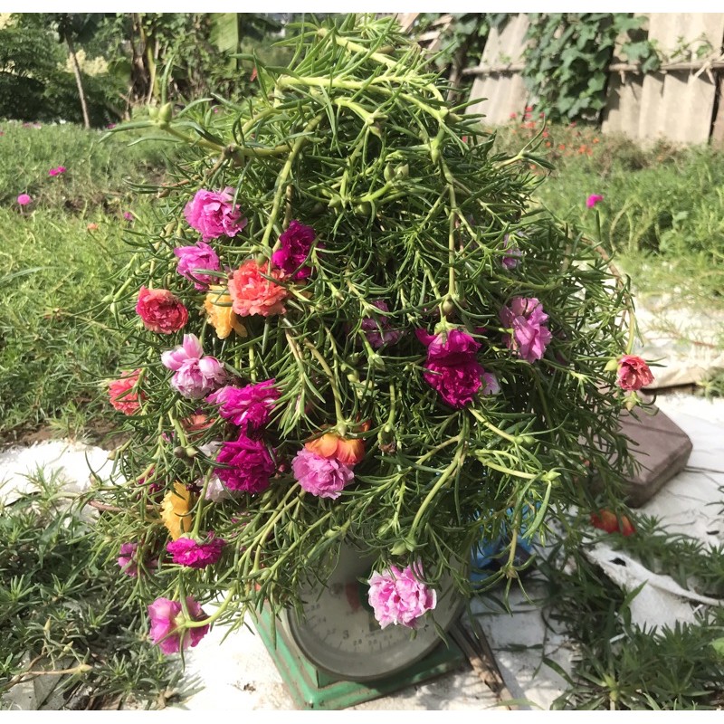 Combo 50 cành hoa 10h thái kép