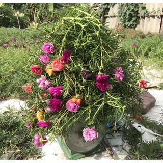 Combo 50 cành hoa 10h thái kép