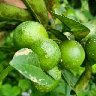 Phân trùn quế bao 10kg. Phân hữu cơ