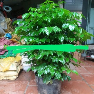 CÂY HẠNH PHÚC cao 60-90cm(gửi cây y hình )