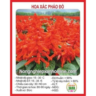 Hạt giống hoa Xác pháo đỏ 50H